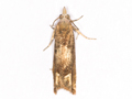 Eucosma conterminana